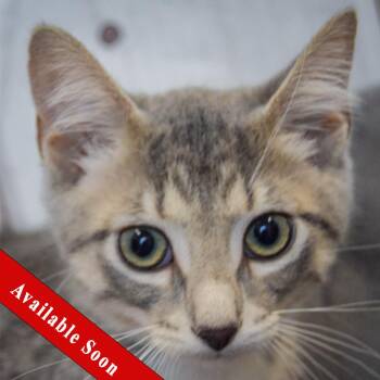 Blueberry -  Tabby and Domestic Short Hair Cat for Adoption in Huntley, Illinois - Blueberry | PetCurious