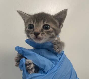 Gon -  Domestic Short Hair Cat for Adoption - Gon | PetCurious