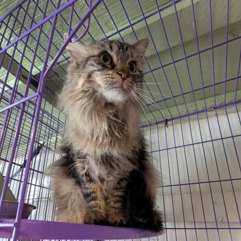 Dexter -  Domestic Long Hair Cat for Adoption in Saugerties, New York - Dexter | PetCurious