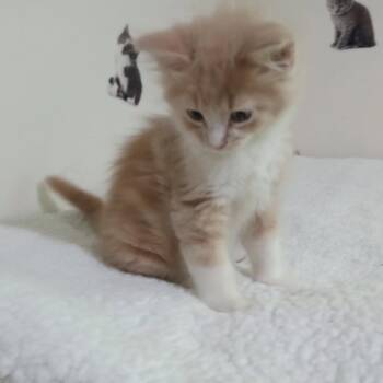 SONNY -  Domestic Medium Hair Cat for Adoption in Kittanning, Pennsylvania - SONNY | PetCurious