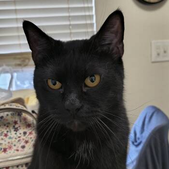 Rescue Domestic Medium Hair Cats for Adoption in West Palm Beach, Florida - Ozzy | PetCurious