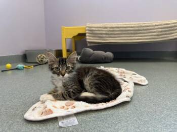 Strawberry -  Domestic Short Hair Cat for Adoption in Trenton, Maine - Strawberry | PetCurious