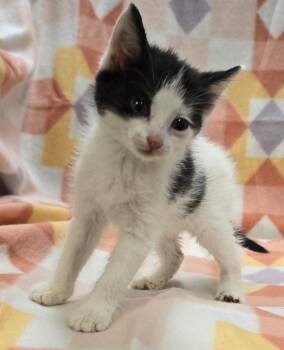 Domestic Medium Hair Cats Available for Adoption in Murphysboro, Illinois - Blossom | PetCurious