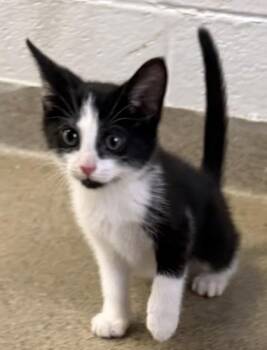 Domestic Short Hair Cats Available for Adoption in West Chester, Pennsylvania - Monty | PetCurious