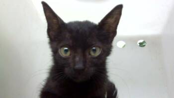 SYLVESTER -  Domestic Long Hair Cat for Adoption in Dallas, Texas - SYLVESTER | PetCurious