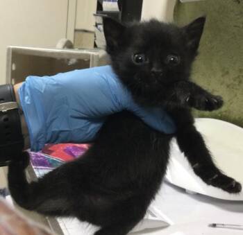 A1923901 -  Domestic Short Hair Cat for Adoption in Riverside, California - A1923901 | PetCurious