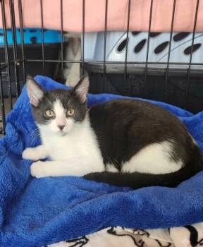 Kason -  Domestic Short Hair Cat for Adoption in East Brunswick, New Jersey - Kason | PetCurious