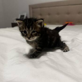 Domestic Medium Hair Cats Available for Adoption in St. Louis, Missouri - Lumen | PetCurious