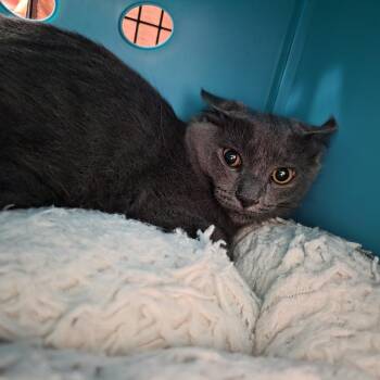 Brody Dalle -  Domestic Short Hair Cat for Adoption in Oshkosh, Wisconsin - Brody Dalle | PetCurious