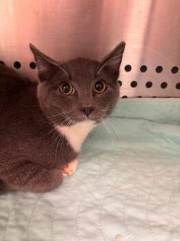 Sam -  Domestic Short Hair Cat for Adoption in Morgantown, Kentucky - Sam | PetCurious