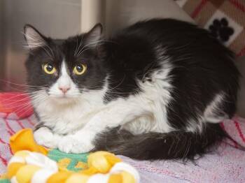 PENNY -  Domestic Long Hair Cat for Adoption in Phoenix, Arizona - PENNY | PetCurious