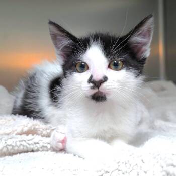 Dottie -  Domestic Short Hair Cat for Adoption in Michigan City, Indiana - Dottie | PetCurious