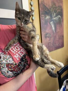 Domestic Short Hair Cats Available for Adoption - Sophie | PetCurious