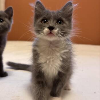 Van -  Domestic Short Hair Cat for Adoption in Chattanooga, Tennessee - Van | PetCurious