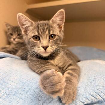 Thelma -  Domestic Short Hair Cat Available for Adoption in Pagosa Springs, Colorado - Thelma | PetCurious