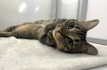 Domestic Short Hair Cats Available for Adoption - Zebra | PetCurious