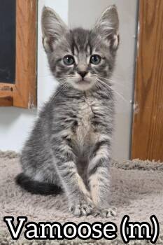 Vamoose -  Domestic Short Hair Cat Available for Adoption in Chilliwack, British Columbia - Vamoose | PetCurious
