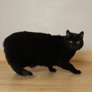 Harley C69779 -  Domestic Short Hair Cat for Adoption in Minnetonka, Minnesota - Harley C69779 | PetCurious