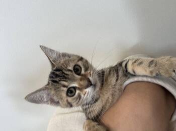 Ritter -  Domestic Short Hair Cat for Adoption in Hilton Head Island, South Carolina - Ritter | PetCurious