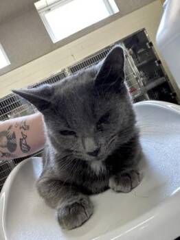 Shayna -  Domestic Short Hair Cat for Adoption in Cincinnati, Ohio - Shayna | PetCurious