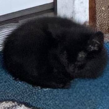 Matty -  Domestic Short Hair Cat for Adoption in Floresville, Texas - Matty | PetCurious