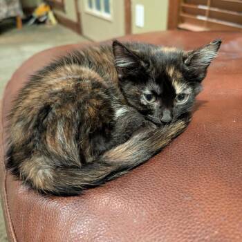 Miss Adventure -  American Shorthair Cat for Adoption in Spring Hill, Kansas - Miss Adventure | PetCurious