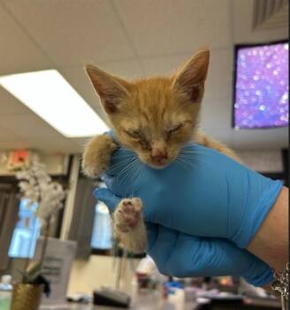 OJO -  Domestic Short Hair Cat for Adoption in Sugar Land, Texas - OJO | PetCurious