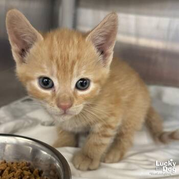 Domestic Short Hair Cats Available for Adoption in Washington, District Of Columbia - Salty | PetCurious