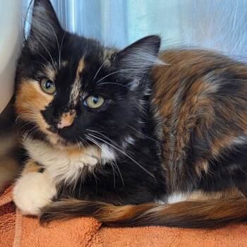 Professor Pebbles -  Domestic Long Hair Cat for Adoption in Asheville, North Carolina - Professor Pebbles | PetCurious
