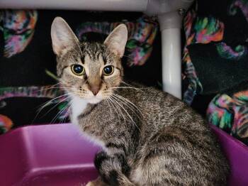 Rescue Domestic Short Hair Cats for Adoption in Brookings, South Dakota - Victoria Falls | PetCurious