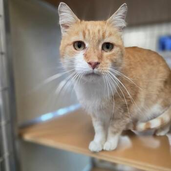 Sneezy -  Domestic Short Hair Cat for Adoption in Chatham, Virginia - Sneezy | PetCurious