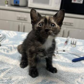 Kelly -  Domestic Short Hair Cat for Adoption in Riverside, California - Kelly | PetCurious