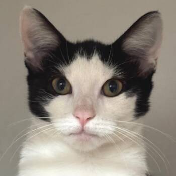 Twinkle Twinkle -  Domestic Short Hair Cat for Adoption in Decatur, Georgia - Twinkle Twinkle | PetCurious