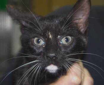 Macarena -  Snowshoe and Domestic Short Hair Cat for Adoption in Brunswick, Georgia - Macarena | PetCurious