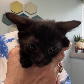 Domestic Short Hair Cats Available for Adoption - Eeyore (bonded W/ Rabbit) | PetCurious