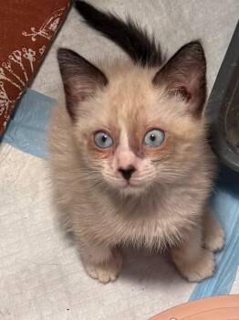 Jovi -  Domestic Short Hair Cat for Adoption in Warrenville, South Carolina - Jovi | PetCurious