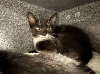 Gonzo -  Domestic Short Hair Cat for Adoption in Daytona Beach, Florida - Gonzo | PetCurious