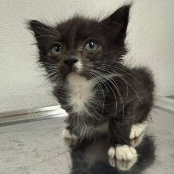 Rescue Domestic Medium Hair and Domestic Short Hair Cats for Adoption in Warrenton, Oregon - Skipper (Hwy 104 Kitten 3 | PetCurious