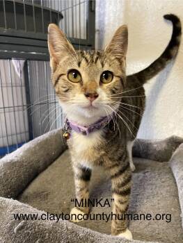 Rescue Tabby Cats for Adoption in Locust Grove, Georgia - Minka - CCHS | PetCurious