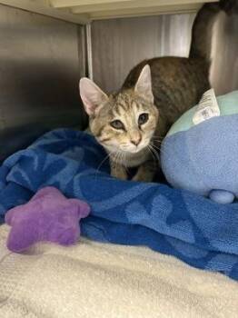 Gwendolyn -  Domestic Short Hair Cat for Adoption in Kansas City, Missouri - Gwendolyn | PetCurious