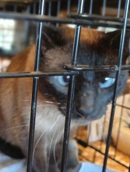 Rescue Siamese Cats for Adoption in Lee