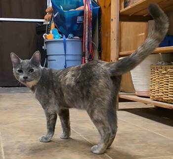 Tinsel -  Domestic Short Hair Cat for Adoption in Sprakers, New York - Tinsel | PetCurious