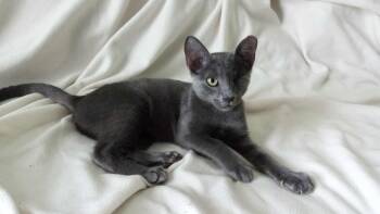 Rescue Domestic Short Hair Cats for Adoption in Washington, North Carolina - Booger | PetCurious