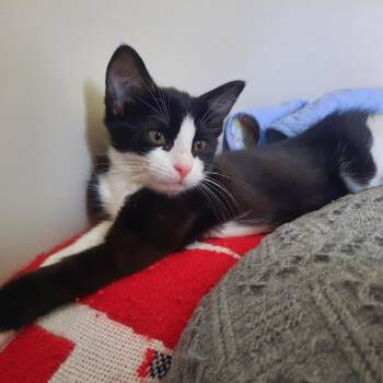 Luda -  Domestic Short Hair Cat for Adoption in Harrisonburg, Virginia - Luda | PetCurious