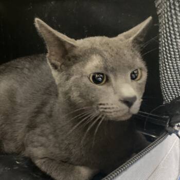 Rescue American Shorthair Cats for Adoption in Galveston, Texas - Theodore | PetCurious