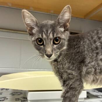 Patterson -  Domestic Short Hair Cat for Adoption in Greenville, South Carolina - Patterson | PetCurious