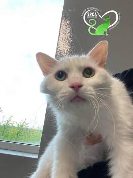Zouly -  Domestic Medium Hair Cat for Adoption in Delson, Quebec - Zouly | PetCurious