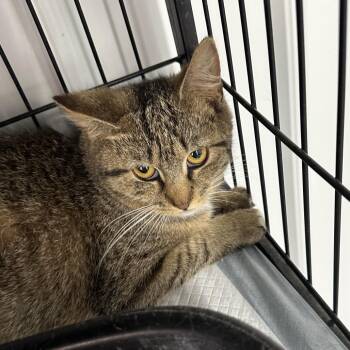 Olive -  Domestic Short Hair Cat for Adoption in Corbin, Kentucky - Olive | PetCurious