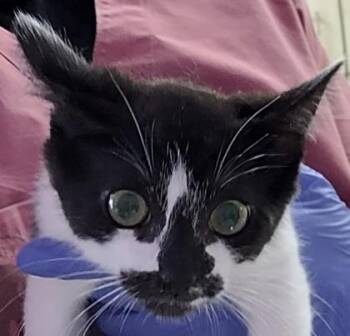 Louise -  Domestic Short Hair Cat for Adoption in Eugene, Oregon - Louise | PetCurious