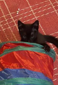 Chip -  Domestic Short Hair Cat for Adoption - Chip | PetCurious